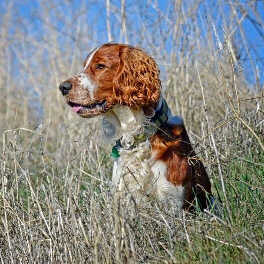 Welsh springer clearance spaniel shedding